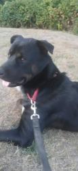 Reunited Male Dog last seen NE Alderwood and columbia blvd., Portland, OR 97218