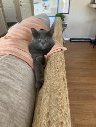 Reunited Male Cat last seen Cameron court apmt, Gresham, OR 97080