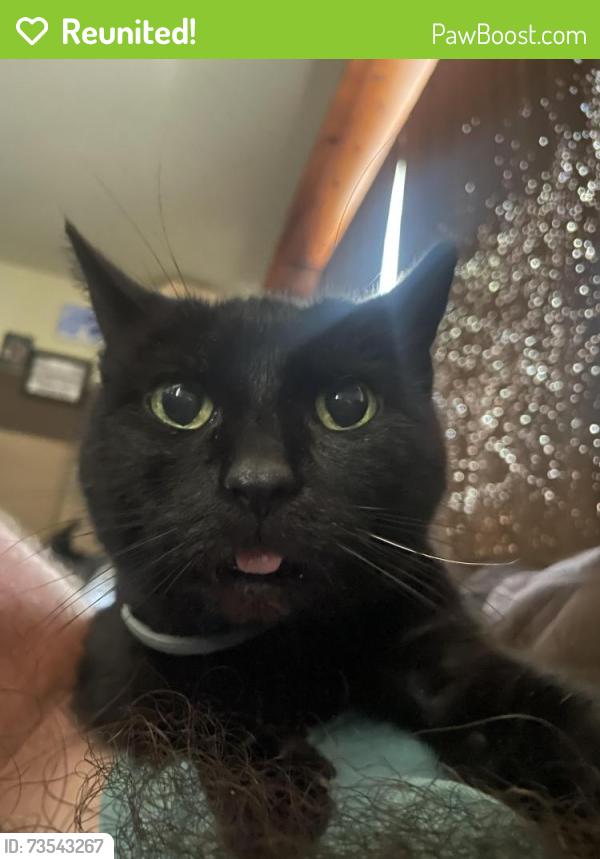 Reunited Female Cat last seen Tecumseh Drive, Ellettsville, IN 47429