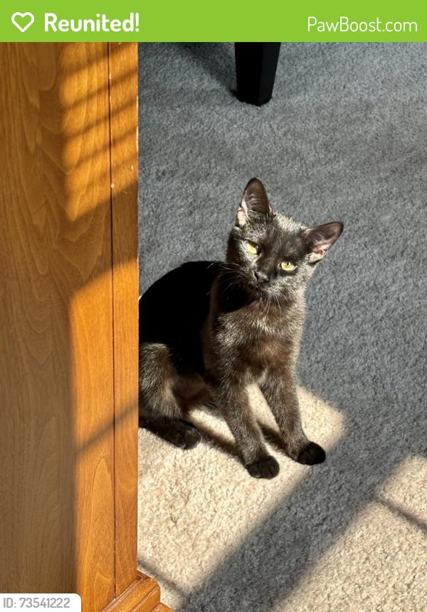 Reunited Female Cat last seen N. Roosevelt & Roanoke St., Uptown Apartments, MI 48187