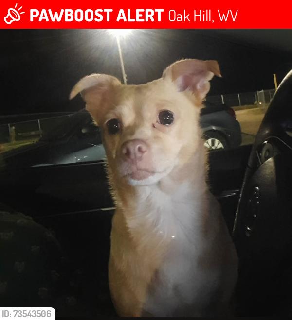 Lost Female Dog last seen State garage across street, Oak Hill, WV 25901