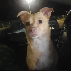 Lost Female Dog last seen State garage across street, Oak Hill, WV 25901