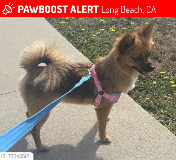 Lost Female Dog last seen Rose av and Market st, Long Beach, CA 90805