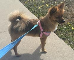 Lost Female Dog last seen Rose av and Market st, Long Beach, CA 90805