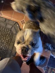 Found/Stray Male Dog last seen Near and grand, Santa Ana, CA 92705