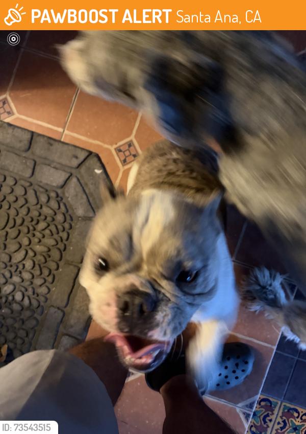 Found/Stray Male Dog last seen Near and grand, Santa Ana, CA 92705
