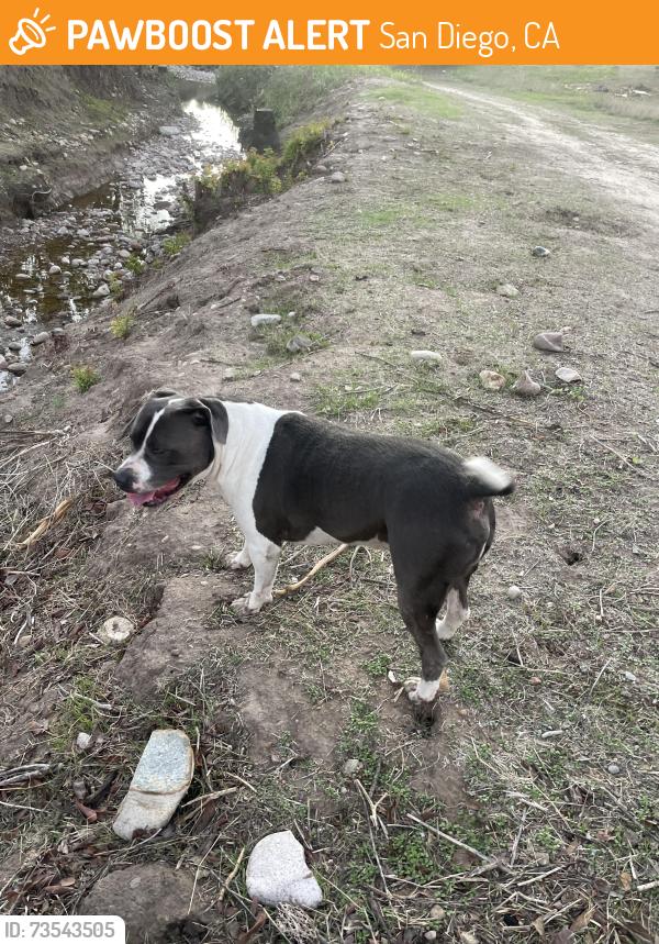 Found/Stray Male Dog last seen Canyon near Pidgeon Street and Jamacha Rd, San Diego, CA 92114
