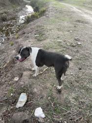 Found/Stray Male Dog last seen Canyon near Pidgeon Street and Jamacha Rd, San Diego, CA 92114