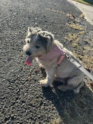 Found/Stray Female Dog last seen Bethlehem church road/Huntseat Lane Kings Mountain NC, Kings Mountain, NC 28086