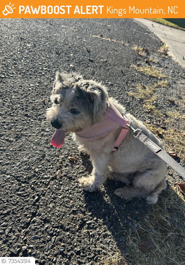 Found/Stray Female Dog last seen Bethlehem church road/Huntseat Lane Kings Mountain NC, Kings Mountain, NC 28086