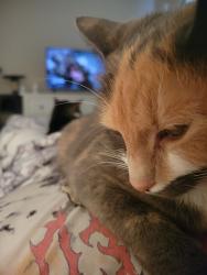 Lost Female Cat last seen Mt. Holly Huntersville rd & 16, Charlotte, NC 28216