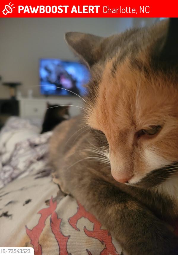 Lost Female Cat last seen Mt. Holly Huntersville rd & 16, Charlotte, NC 28216