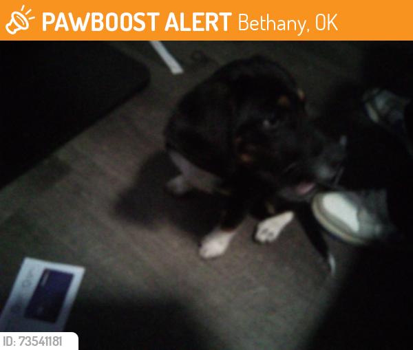 Found/Stray Male Dog last seen NW 23rd St and n glad ave, Bethany, OK 73008