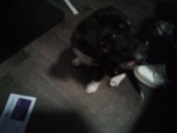 Found/Stray Male Dog last seen NW 23rd St and n glad ave, Bethany, OK 73008