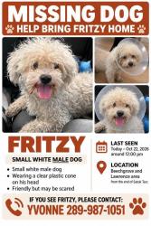 Lost Male Dog last seen Beechgrove and Lawerence, Toronto, ON M1E 4A1