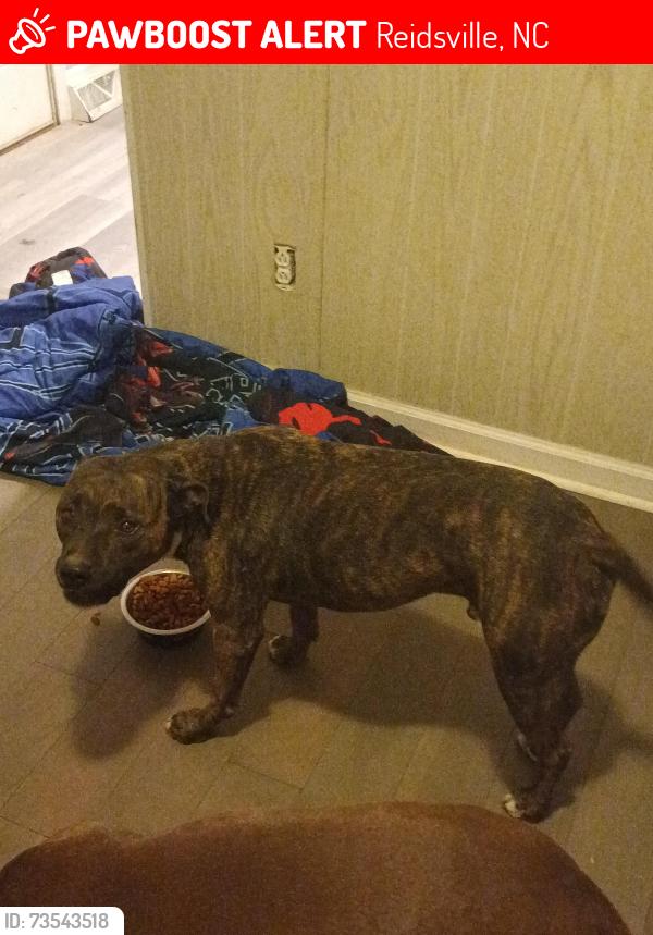 Lost Male Dog last seen Near us 29 bus Reidsville nc 27320, Reidsville, NC 27320