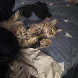 Reunited Male Cat last seen Tampa Woods Apts off Hillsborough Ave, Tampa, FL 33634