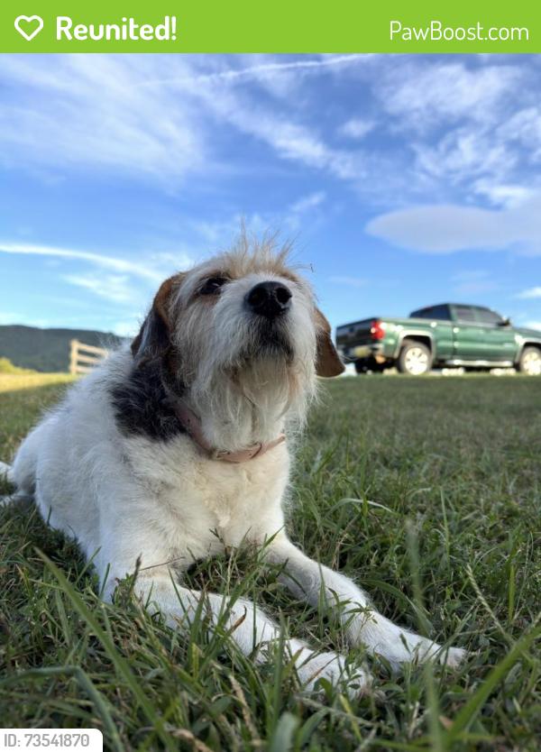 Reunited Female Dog last seen Hollins road, Hollins, VA 24019