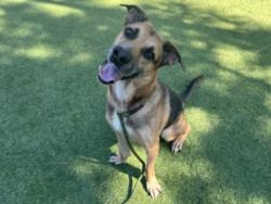 Shelter Stray Male Dog last seen , 14409 Vanowen St, Van Nuys, CA 91405, USA