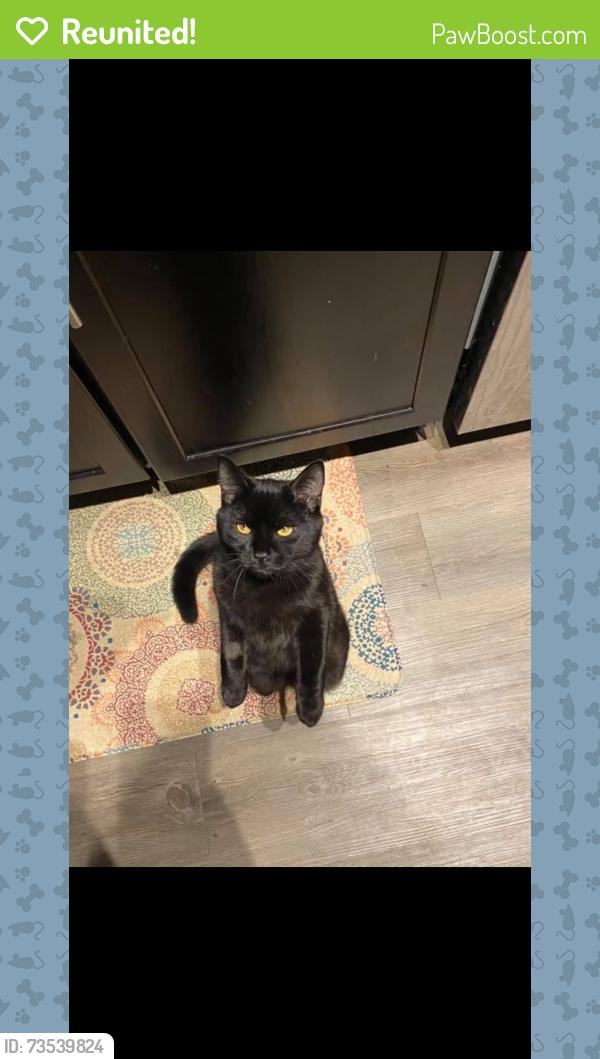 Reunited Male Cat last seen McGraff’s, Loveland, CO 80537