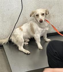 Shelter Stray Male Dog last seen Near BLOCK E OLIVE AVE FRESNO CA 93702, 5277 E Airways Blvd, Fresno, CA 93727, USA