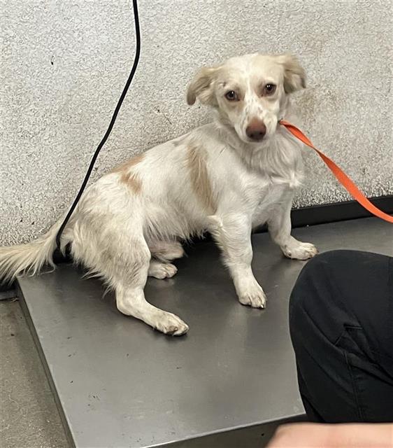 Shelter Stray Male Dog last seen Near BLOCK E OLIVE AVE FRESNO CA 93702, 5277 E Airways Blvd, Fresno, CA 93727, USA