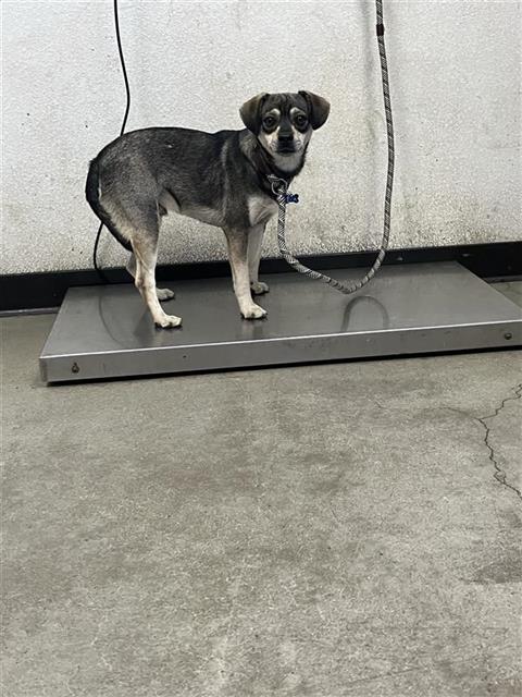Shelter Stray Male Dog last seen Near BLOCK E OLIVE AVE FRESNO CA 93702, 5277 E Airways Blvd, Fresno, CA 93727, USA