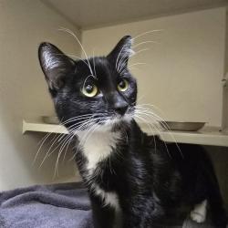 Shelter Stray Female Cat last seen Near BLOCK S FEDERAL BLVD, DENVER CO 80219, 1241 W Bayaud Ave, Denver, CO 80223, USA
