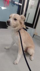 Shelter Stray Male Dog last seen , 4275 Elton St, Baldwin Park, CA 91706, USA