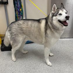 Shelter Stray Male Dog last seen DI LUSSO DR / STORIA WAY, 9150 Union Park Way, Elk Grove, CA 95624, USA
