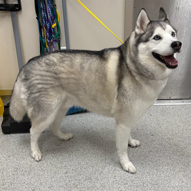 Shelter Stray Male Dog last seen DI LUSSO DR / STORIA WAY, 9150 Union Park Way, Elk Grove, CA 95624, USA