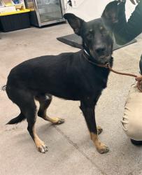 Shelter Stray Male Dog last seen CHAMBERS ST AND 46TH PL, 1920 S Lewis, Mesa, AZ 85210, USA