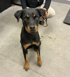 Shelter Stray Female Dog last seen 21ST ST AND CARVER DR, 1920 S Lewis, Mesa, AZ 85210, USA