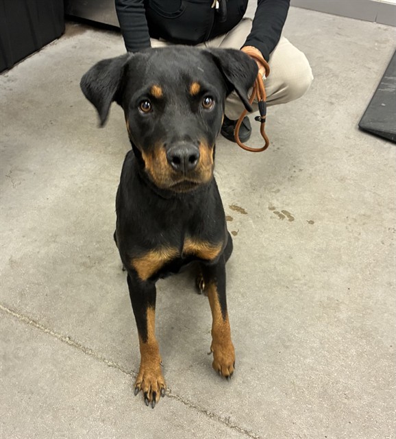 Shelter Stray Female Dog last seen 21ST ST AND CARVER DR, 1920 S Lewis, Mesa, AZ 85210, USA
