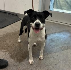 Shelter Stray Female Dog last seen I-10 AND ELLIOT, 1920 S Lewis, Mesa, AZ 85210, USA