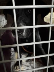 Shelter Stray Male Dog last seen LEMON HILL AVE & STOCKTON BLVD, 2127 Front St, Sacramento, CA 95818, USA