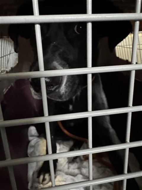 Shelter Stray Male Dog last seen LEMON HILL AVE & STOCKTON BLVD, 2127 Front St, Sacramento, CA 95818, USA