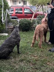 Reunited Unknown Dog last seen Marquardt Ave, La Mirada, CA 90638