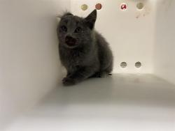 Shelter Stray Female Cat last seen 51ST/HAMPTON, 3839 W Burnham St, West Milwaukee, WI 53215, USA