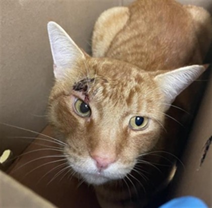 Shelter Stray Male Cat last seen SEA DRIFT WAY & DEER WATER DR, 2127 Front St, Sacramento, CA 95818, USA