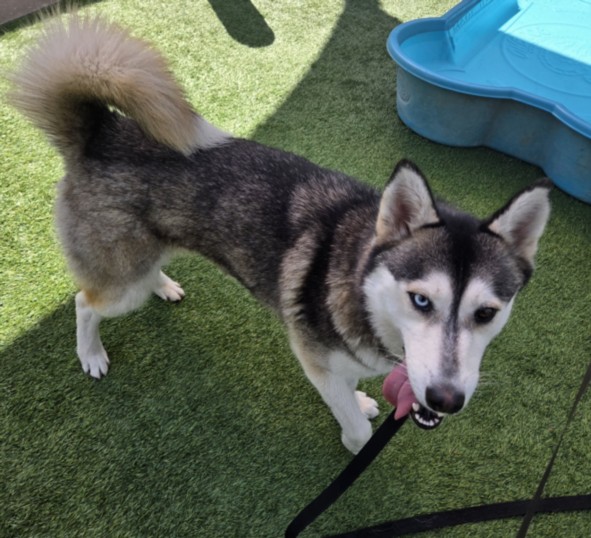 Shelter Stray Female Dog last seen , 3201 Lacy St, Los Angeles, CA 90031, USA