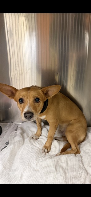 Shelter Stray Male Dog last seen LAS, 3599 NW 79th Ave, Doral, FL 33122, USA
