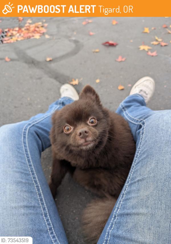 Found/Stray Male Dog last seen Jimmy John's, Tigard, OR 97223