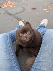 Found/Stray Male Dog last seen Jimmy John's, Tigard, OR 97223
