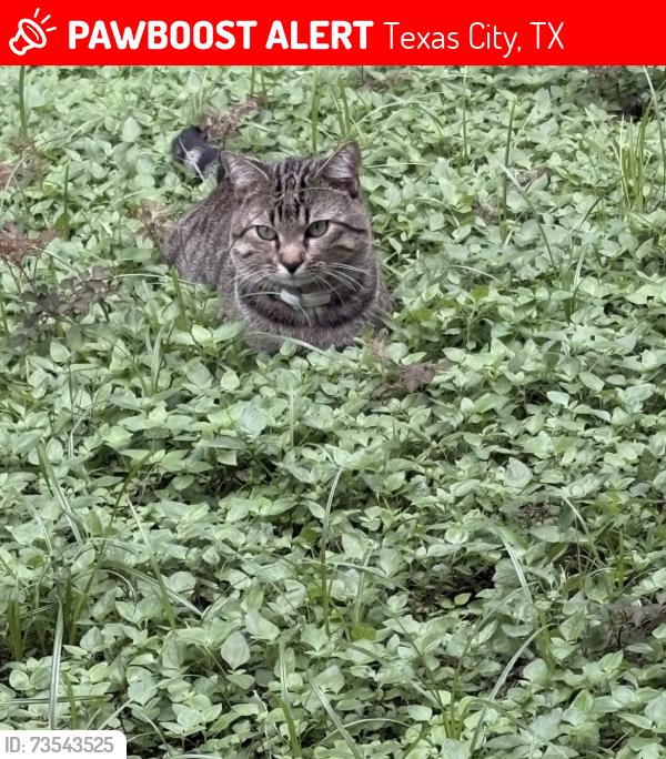 Lost Male Cat last seen Circle K, Texas City, TX 77590