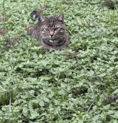 Lost Male Cat last seen Circle K, Texas City, TX 77590