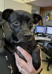 Shelter Stray Male Dog last seen MISSION BLVD / 680, 1950 Stevenson Blvd, Fremont, CA 94538, USA