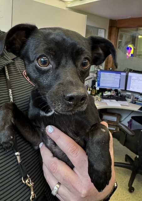 Shelter Stray Male Dog last seen MISSION BLVD / 680, 1950 Stevenson Blvd, Fremont, CA 94538, USA
