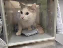 Shelter Stray Male Cat last seen Near BLOCK SE 238TH ST, KENT WA 98031, 21615 64th Ave S, Kent, WA 98032, USA