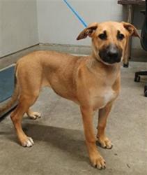 Shelter Stray Female Dog last seen , 600 Aviation Dr, Camarillo, CA 93010, USA